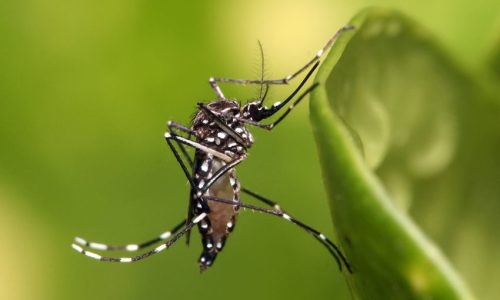 1200px-Aedes_aegypti-850x548