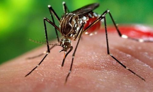6-All-You-Need-to-Know-About-Chikungunya-its-Symptoms-and-Prevention-850x548