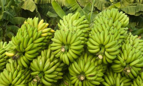 Banana-Crop-History-Nutritional-Value-and-Health-Benefits-1200x630